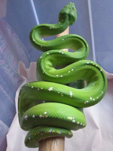 Green Python