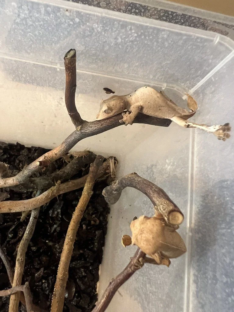 Satanic leaf tailed geckos (Uroplatus phantasticus) for sale 