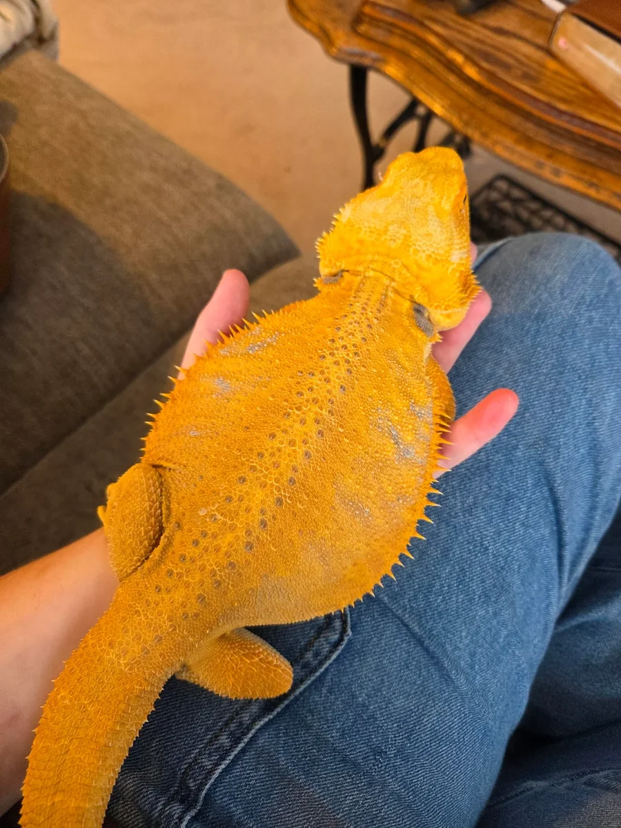 Bearded Dragon 
