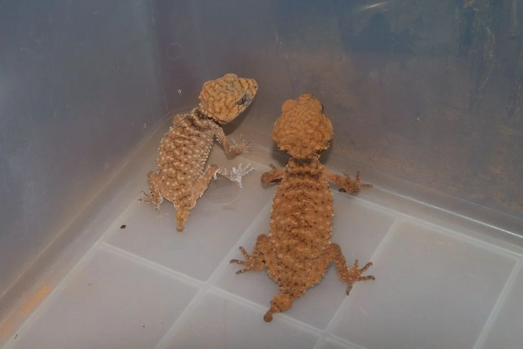Centralian Rough Knob-tail Gecko — CB 2023 male