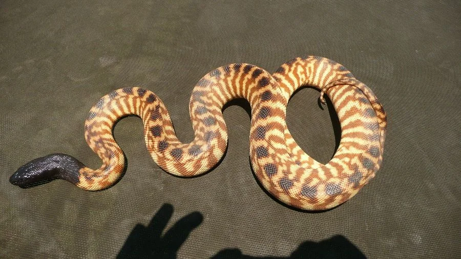Black-headed Python — CB 2023 male