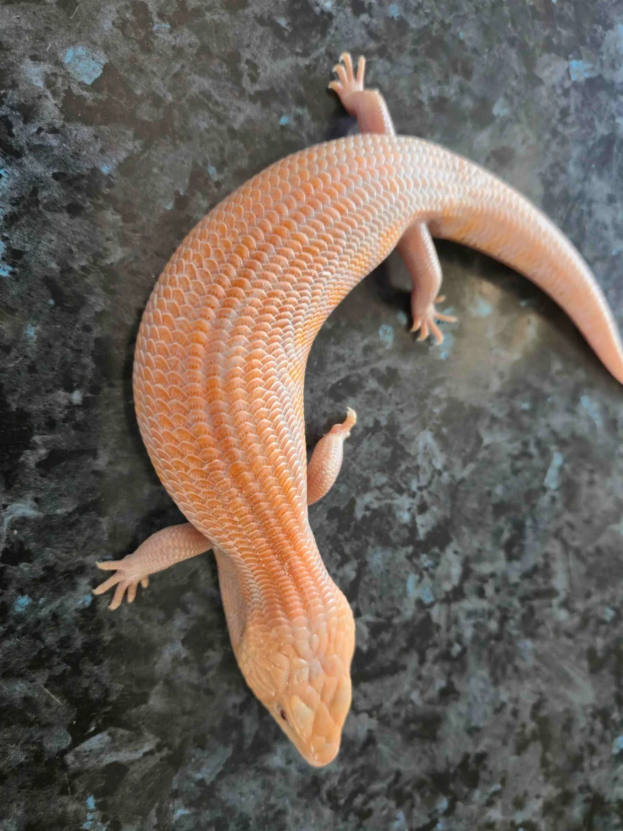 LAVA BLUE TONGUE LIZARD